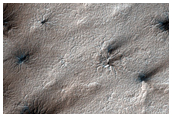 Spiders in Variety of Terrains